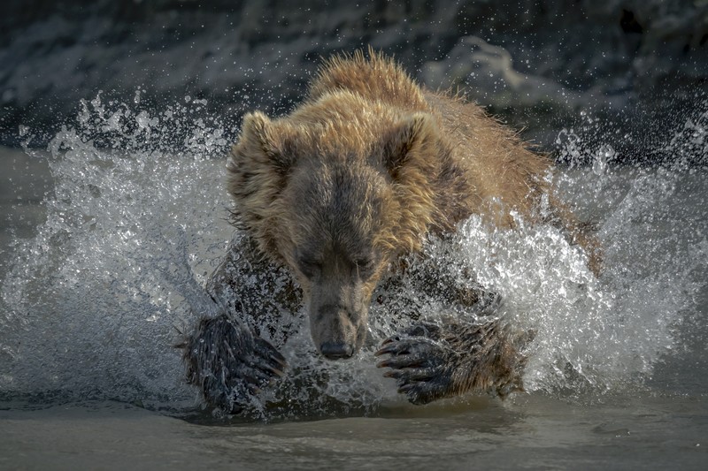 bears, nature, animals, water, water splash, water drops