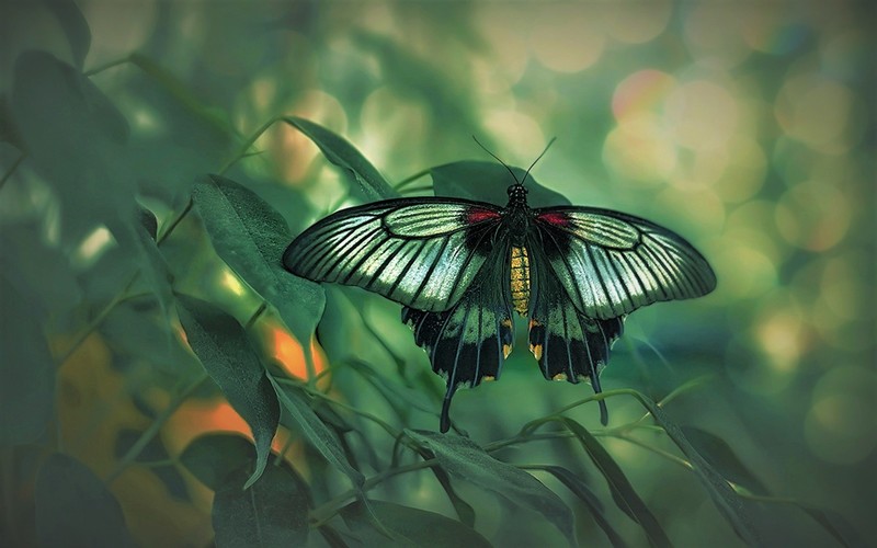 insect, butterfly, green, landscape