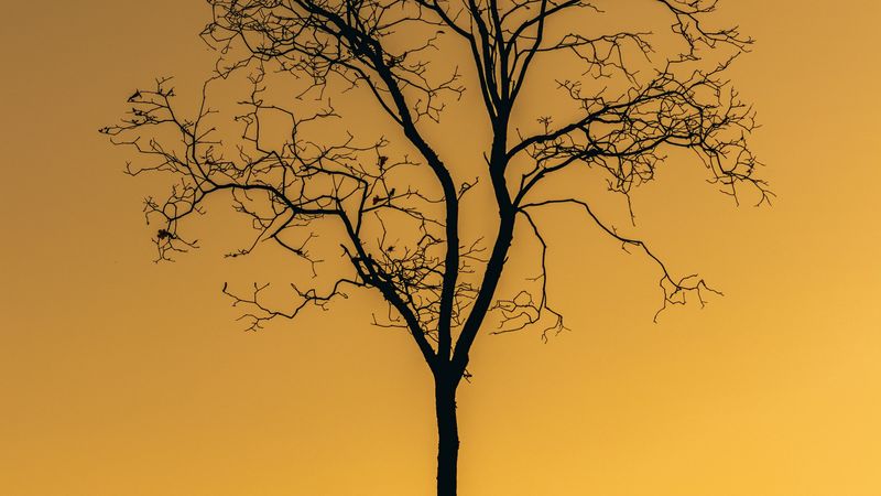 tree, sunset, twilight, dark, lonely, 4k