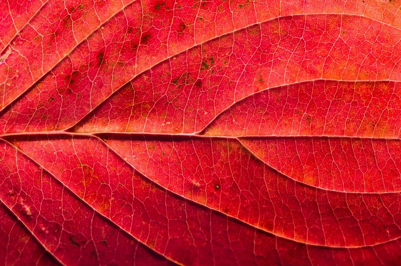 red, macro, leaves