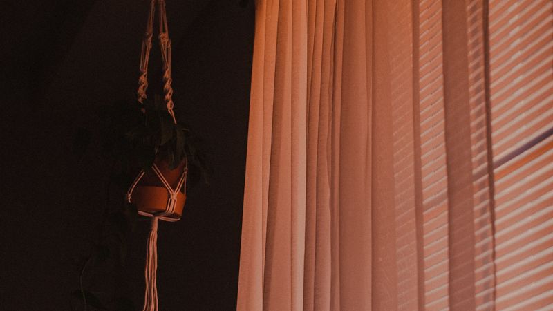room, dark, interior, window, curtain, flower, 4k