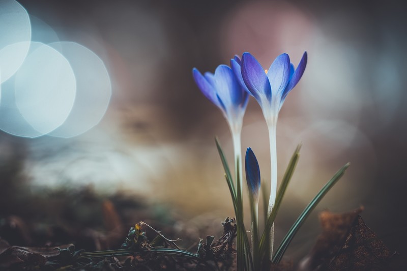 macro, flowers, blue flowers, lights