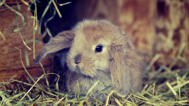 rabbits, pet, closeup
