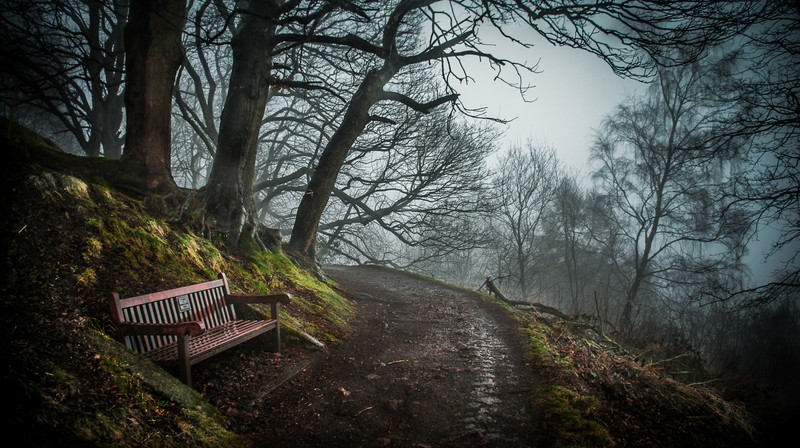 nature, bench, trees