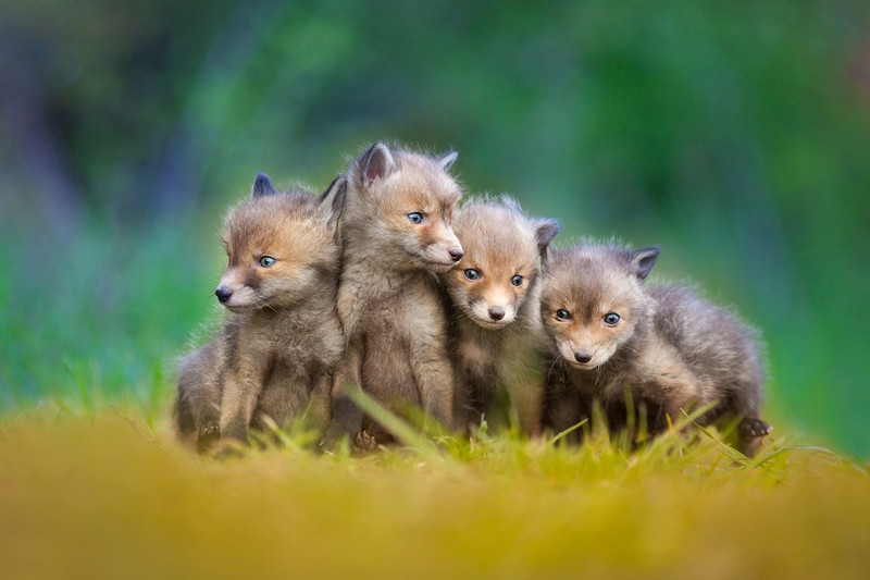 baby animals, fox, animals