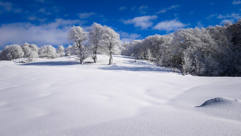 snow, winter, clear sky, trees