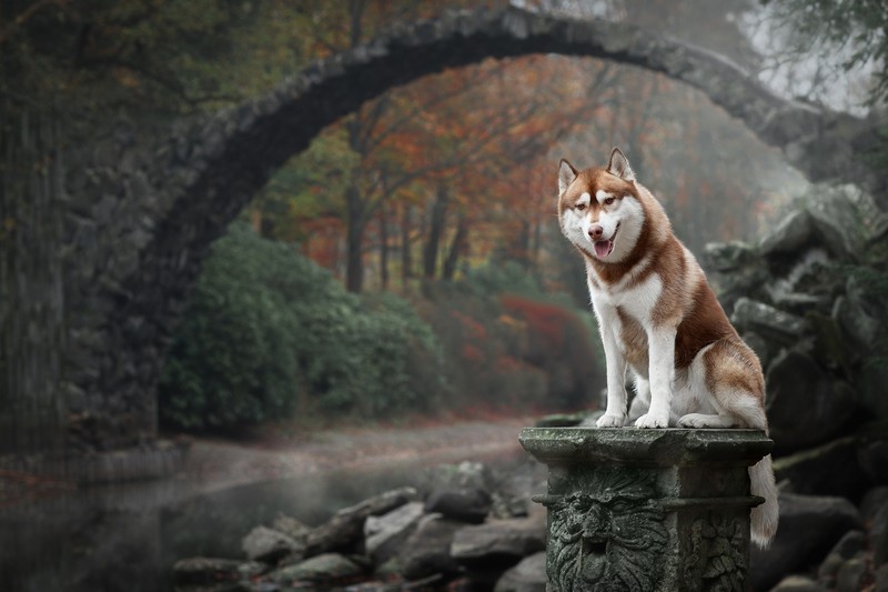 animals, dog, bridge, nature, Siberian Husky