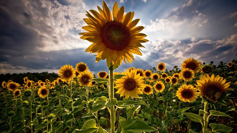 sunflowers, HDR, clouds, closeup