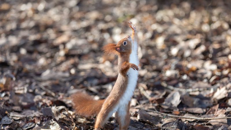 squirrel, rodent, funny, paws, animal, 4k