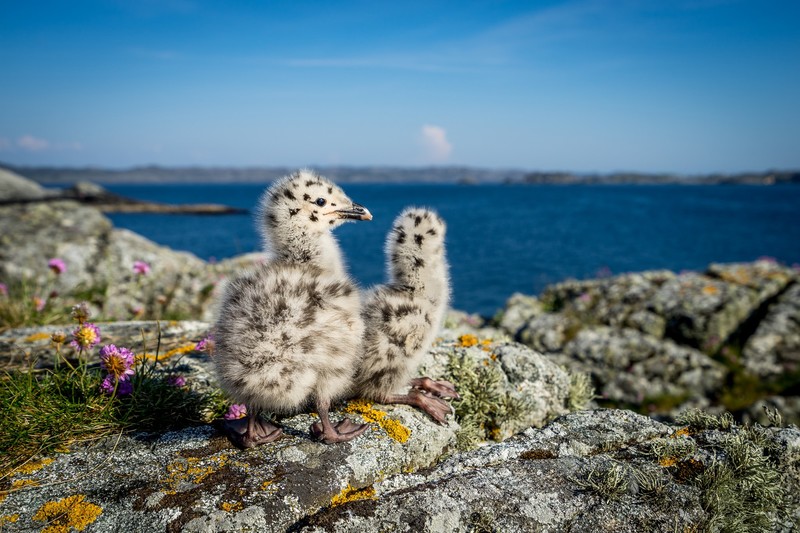 Norway, nature, baby animals, animals, birds