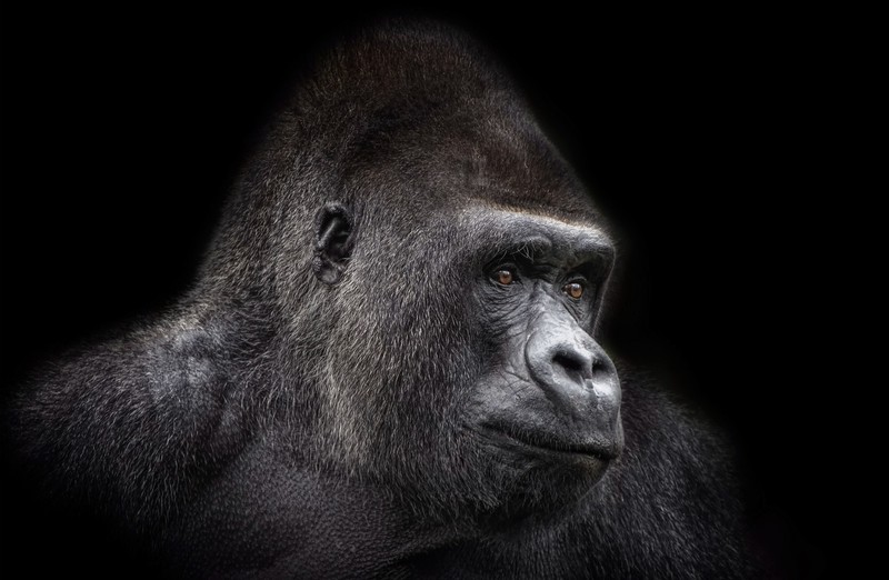animals, apes, gorillas