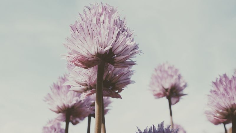 flowers, plant, bloom, stem, petals, 4k