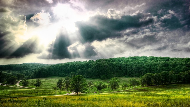 nature, plants, forest, sunlight