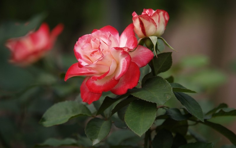 rose, plants, flowers