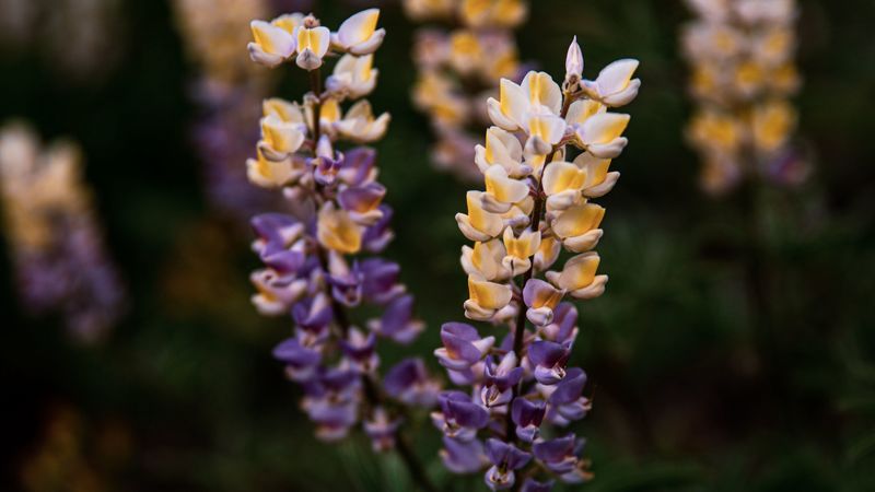 lupine, flowers, inflorescences, bloom, plant, 4k