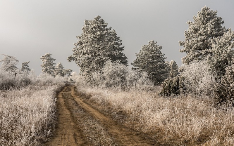 dirt road, nature, landscape, trees, infrared