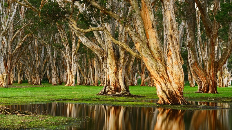 landscape, forest, swamp