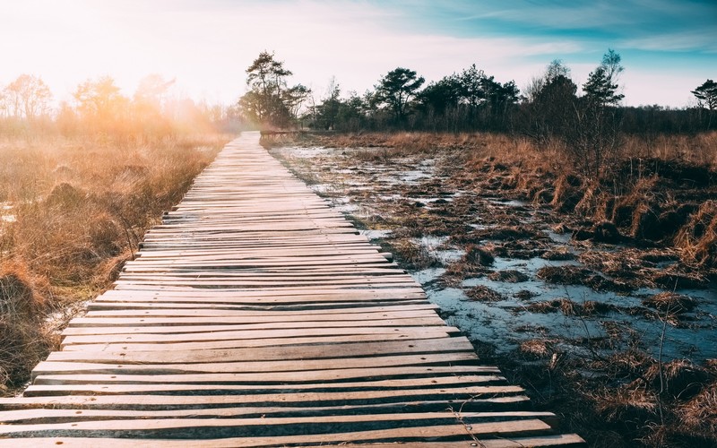 mud, nature, landscape, trees, wooden surface