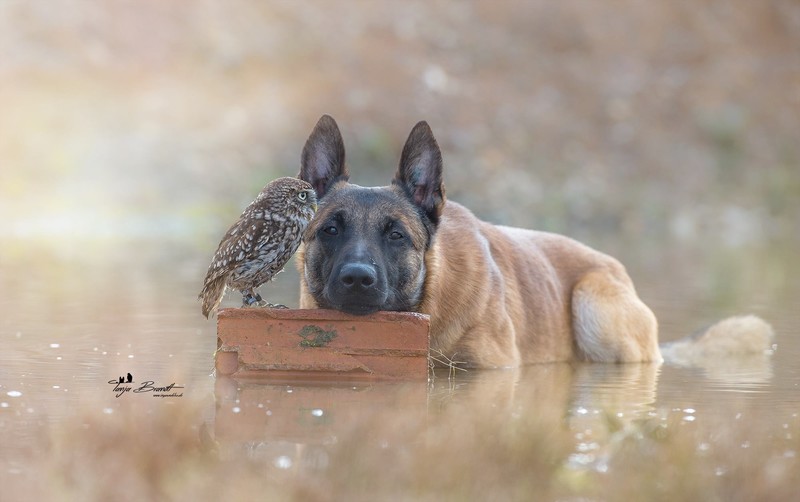 nature, animals, birds, owl, dog, German Shepherd, water, friendship, depth of field, Tanja Brandt, bricks