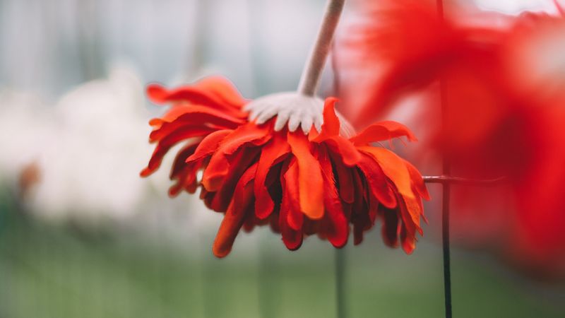 gerbera, flower, petals, red, 4k