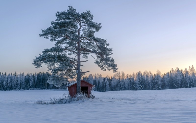 winter, snow, trees, nature, landscape
