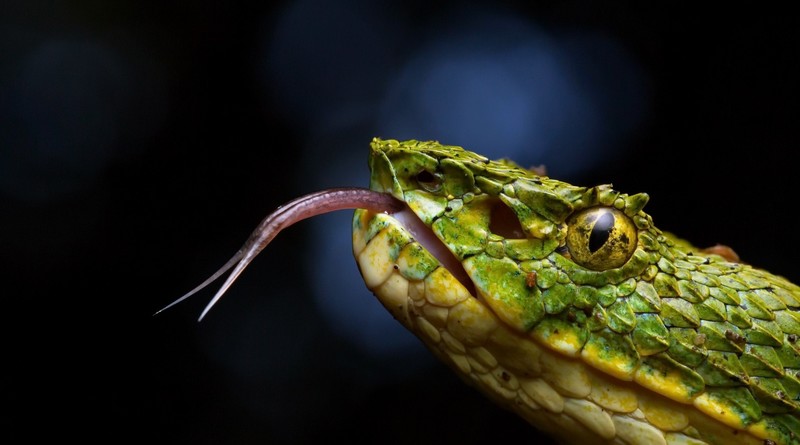 vipers, snake, animals