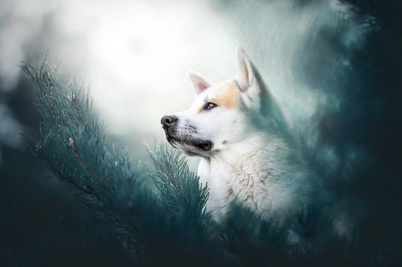 dog, animals, outdoors, plants, white, bright, pine trees