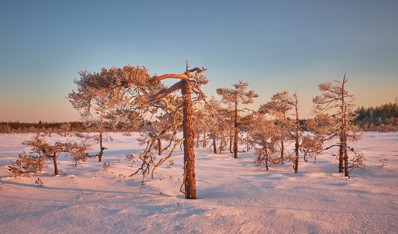 nature, trees, landscape, snow, winter, sunlight, pink, clear sky, pine trees, calm, frost, sunset
