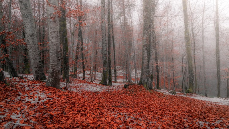 nature, forest, trees