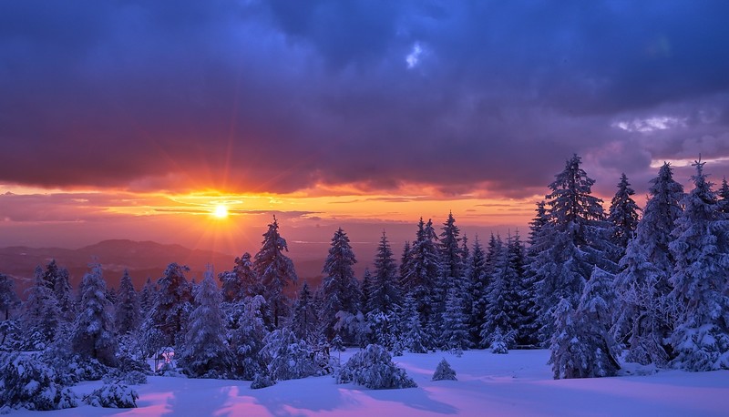 sunlight, sky, winter, nature, snow, trees, landscape