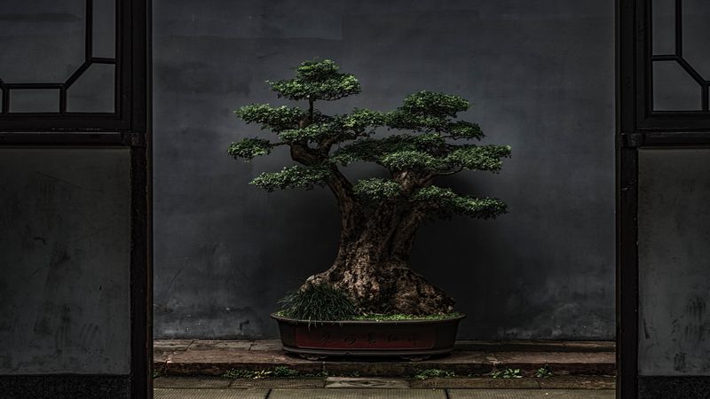 bonsai, tree, plant, decorative, door, 4k