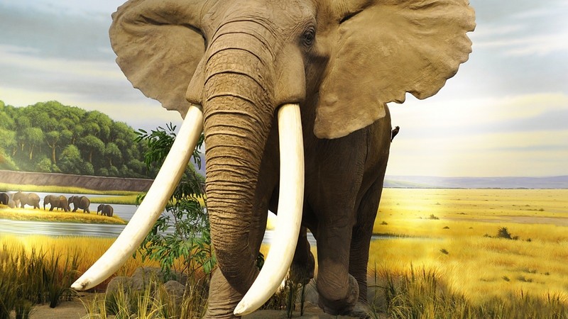 animals, elephant, nature, river