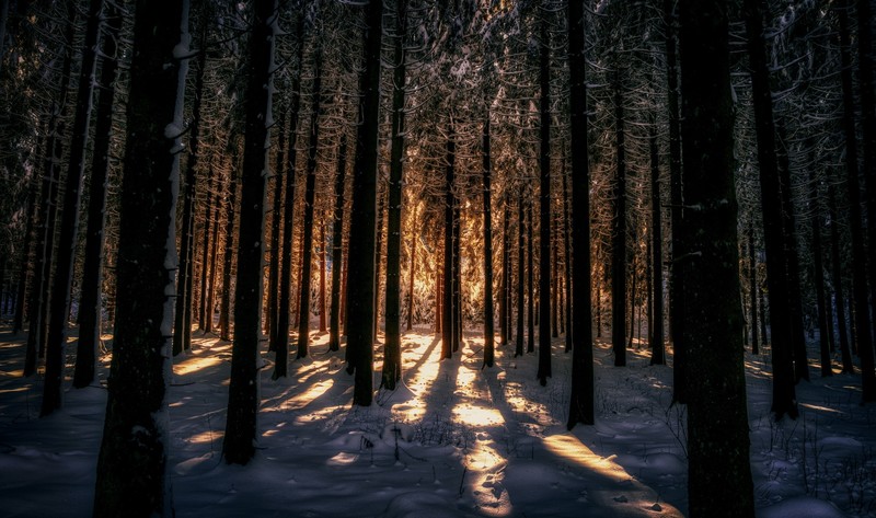 dark, winter, sunlight, snow, trees, nature