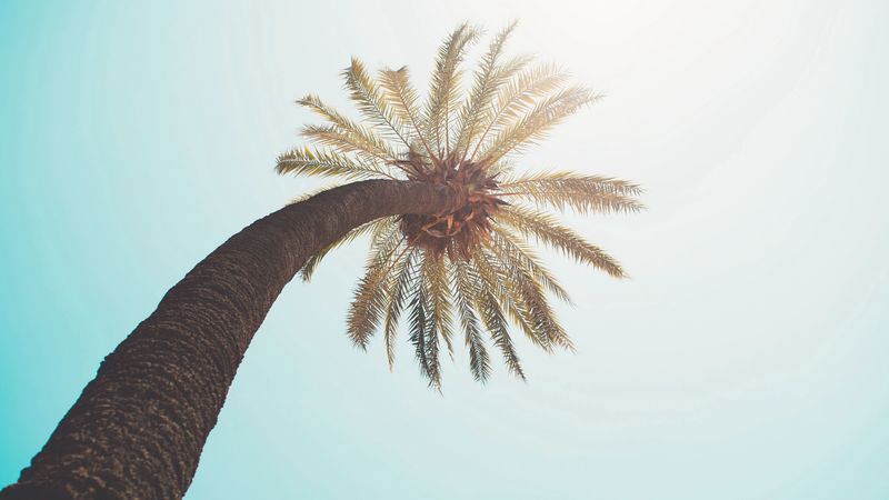 palm tree, crown, top, branches, sunlight, 4k