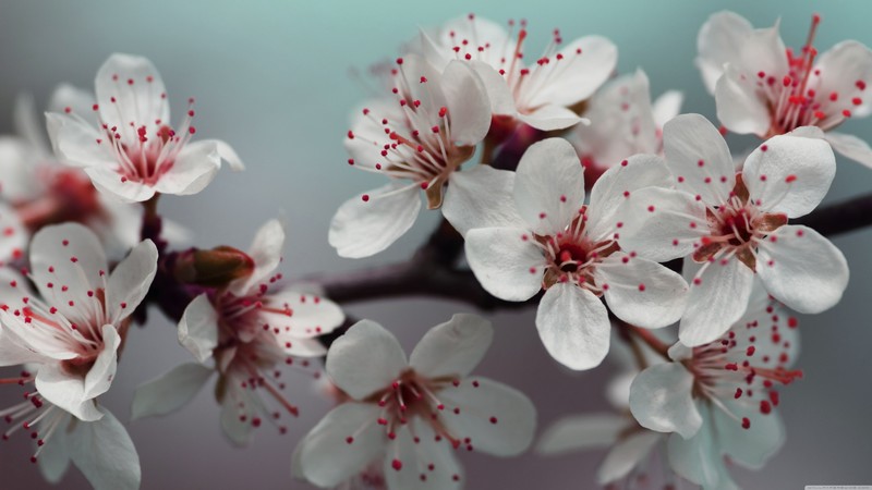 cherry blossom, details, flowers, blossom