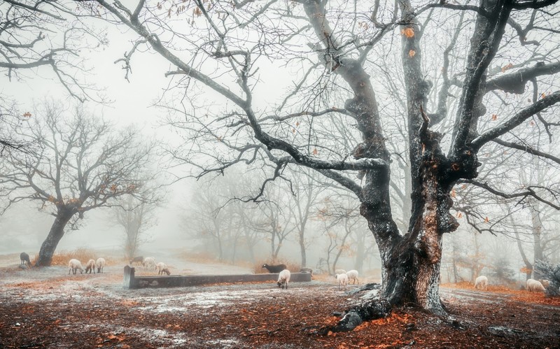 winter, mist, cold, trees, animals, sheep, fall