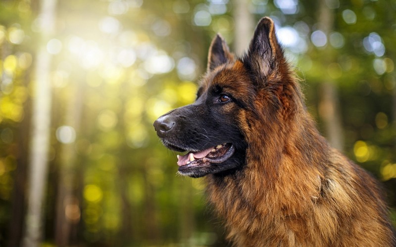 animals, forest, dog, German Shepherd