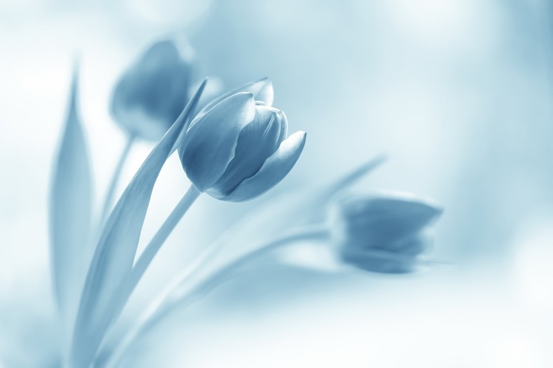 flowers, tulips, plants