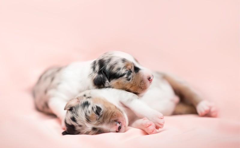 puppies, sleeping, dog, baby animals, animals