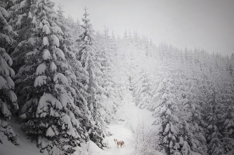 winter, dog, animals, nature, trees