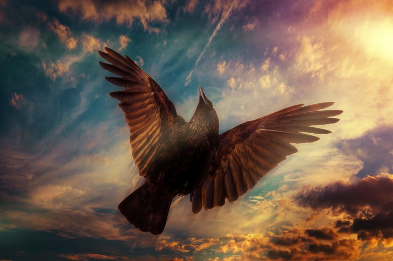 sky, birds, animals