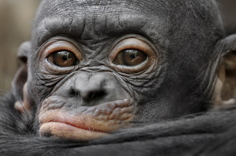 baby animals, apes, animals