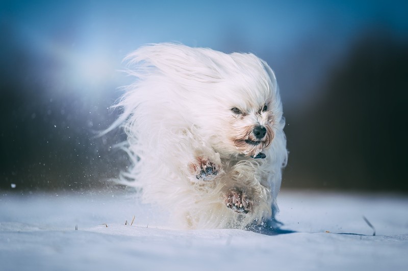 snow, white, running, dog, animals