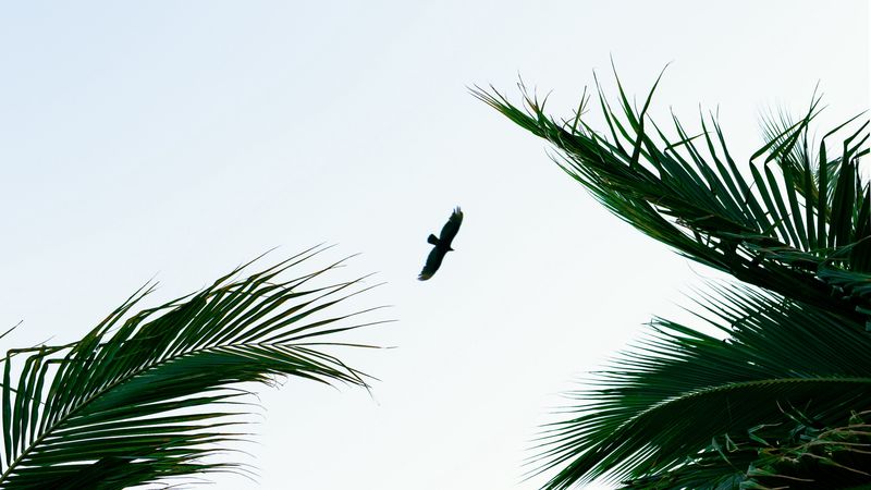bird, palm trees, branches, sky, flight, 4k