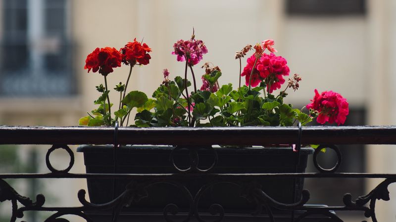 geranium, flowers, pot, plant, balcony, 4k