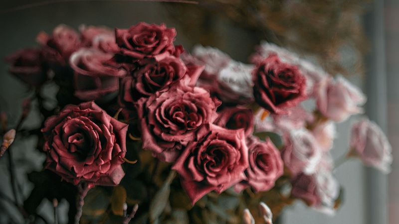 roses, flowers, bouquet, red, pink, 4k