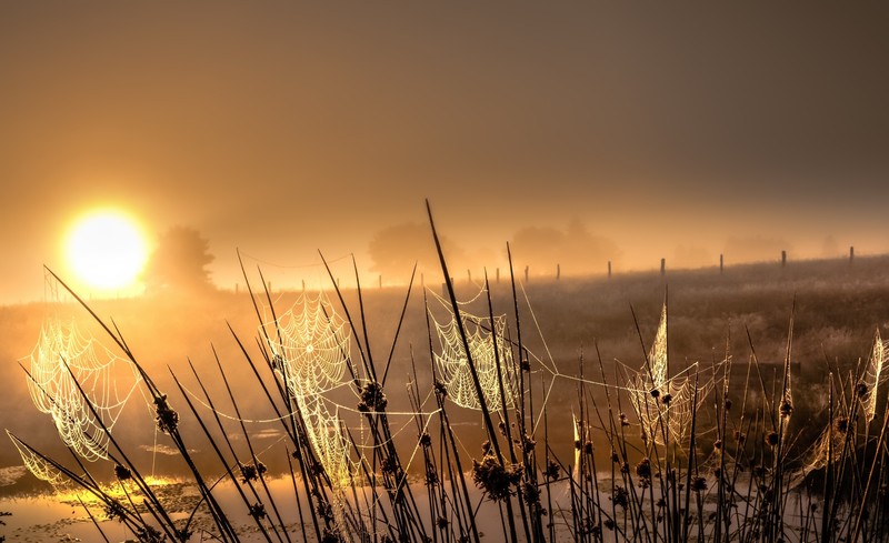 nature, landscape, sunlight, winter, spiderwebs