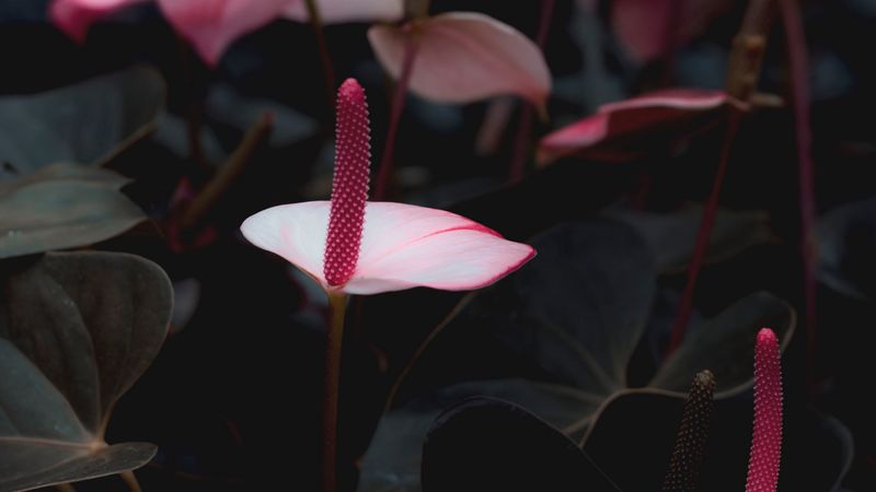 anthurium, flowers, pink, bloom, plant, 4k