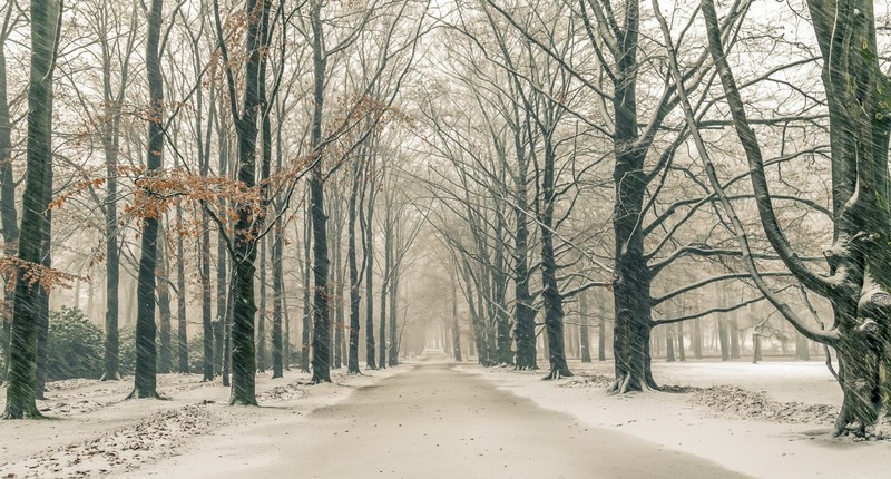 park, winter, cold, snow, trees, path, snowing, overcast, beige