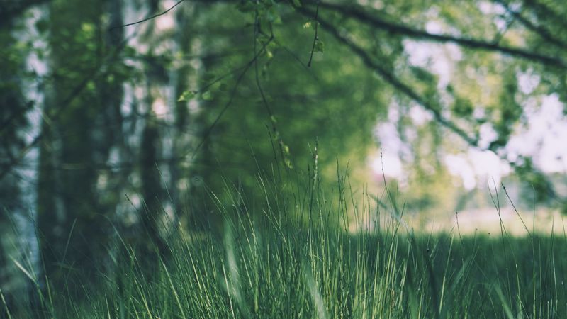 grass, trees, meadow, branches, greens, 4k